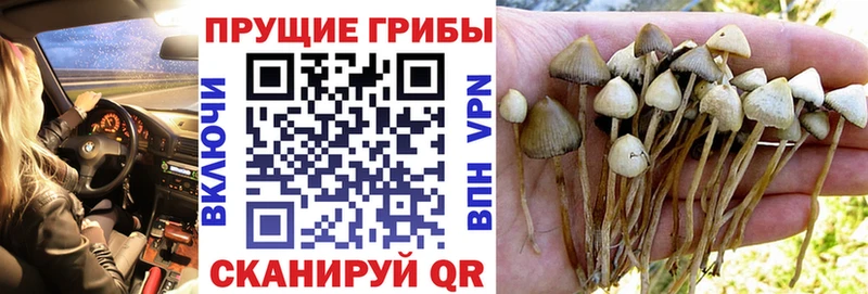 Псилоцибиновые грибы прущие грибы  darknet клад  Дальнереченск 
